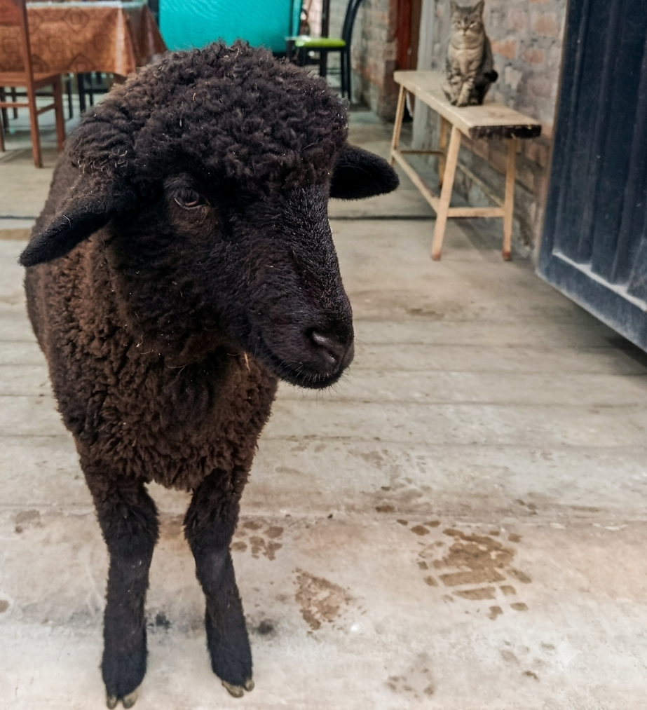 Nuestros animalitos en el local